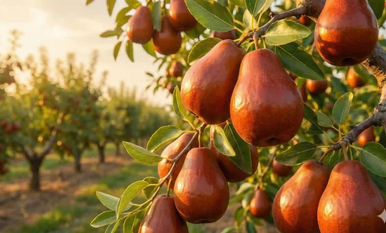 "عناب گلابی؛ راز سودآوری در مناطق خشک و کم آب"